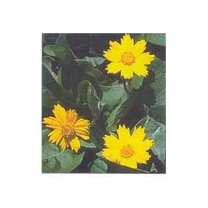  TICKSEED MOUSE EARED / 1 gallon Potted Patio, Lawn 