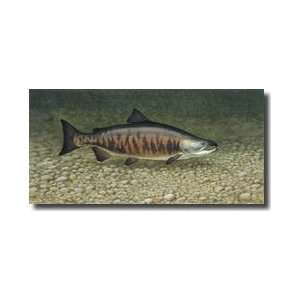  Chum Salmon Fish When Spawning Turn Red Or Purple In Color 