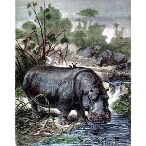  Friedrich Specht   Hippopotamus Hand Colored