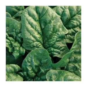  Organic Bloomsdale Spinach   1/4oz. Bulk Vegetable Seed 