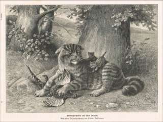 1899 Ludwig Beckmann Katze Wildkatzenmutter Cat Stich  