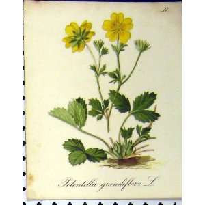 Potentilla Grandiflora Alpine Plant 1879 Seboth Print  