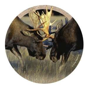   of 4 Natural Sandstone Coasters   Bull Moose Fight