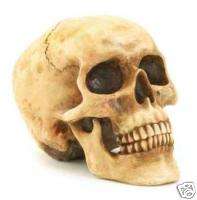 Realistic Shrunken Human Skull *Spooky Halloween Decor  