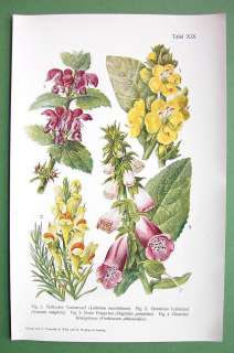 BOTANICAL PRINT COLOR   Dead Nettle Foxglove Toadflax Mullein  