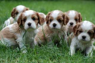 Cavalier King Charles Spaniel Welpen in Bayern   Rohrbach  Hunde 