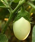 Tolle Deko 25 Samen Eierbaum (Solanum melongena), essb
