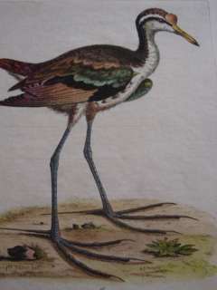Original George Edwards Bird Print 1760 WATER HEN 48  