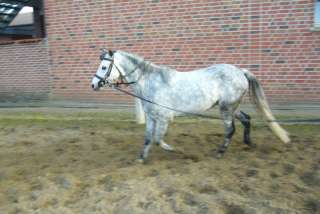 Fahrpony zu verkaufen in Niedersachsen   Glandorf  Pferde & Zubehör 