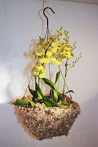 Sphagnum Moos Korb für Orchideen hängend,eckig, 14  