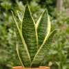 Bogenhanf, Sansevieria Laurentii, 17 cm  Garten