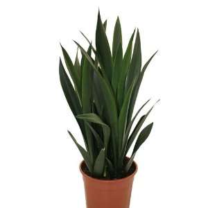 Bogenhanf, Sansevieria trifasciata, 21 cm  Garten