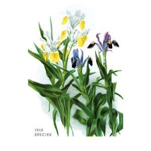  Iris Species 12x18 Giclee on canvas