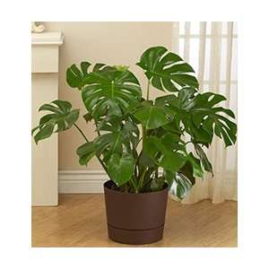 Flowers by 1800Flowers   Philodendron Monstera Floor Plant  