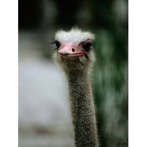  A Close View of the Face of a Captive Ostrich Animals 