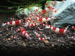   lead to healthy, beautiful coloration andhigher breeding rate shrimps