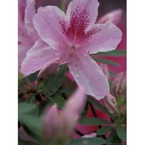  Azalea Blossom, Charleston, South Carolina, USA Stretched 