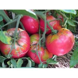  Beefsteak Tomato Collection Patio, Lawn & Garden