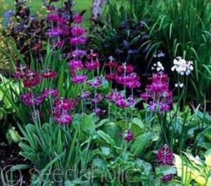 Primula candelabra hybrids – Mixed Colours   50 Seeds  
