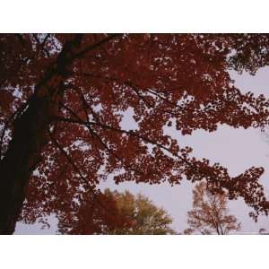  A Tree Displays Bright Red Autumn Leaves Photographic 