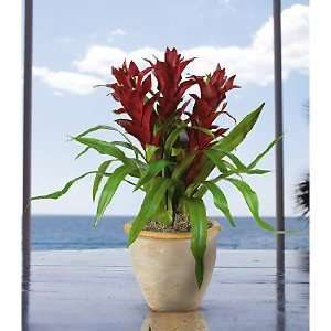   USA zeusd1 CALA 4270311 Triple Star Bromeliad Patio, Lawn & Garden