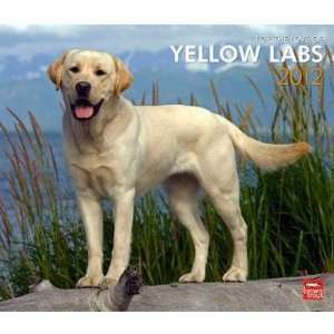  Yellow Labrador Retrievers 2012 Deluxe Wall Calendar 