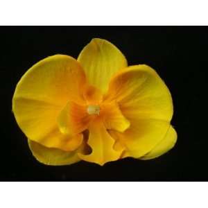  NEW Orange Phalaenopsis Orchid Hair Flower Clip, Limited 