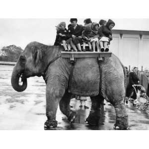  Children Ride on the Back of an Elephant at Belle Vue 