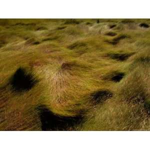  Thick Grasses Blow in the Wind National Geographic Collection 