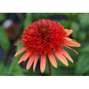  CONEFLOWER CORAL REEF / 1 gallon Potted Patio, Lawn 
