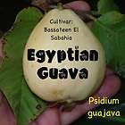 LIVE EGYPTIAN GUAVA Fruit Tree Seedling cv Bassateen