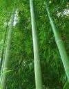Moso Bamboo   100 + Seeds Phyllostachys pubescens Ships from USA