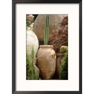  Tall Cactus in Terracotta Urn, Chelsea Flower Show 1997 