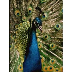 Close View of a Peacock National Geographic Collection Photographic 