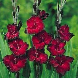  Black Jack Gladiolus 10 Bulbs   Deep Ruby with Black Edge 