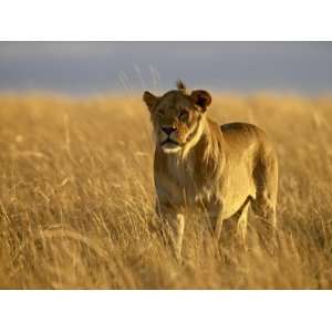  Young Male Lion in Early Morning Light, Masai Mara 