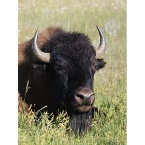 Bison (Bison Bison), Theodore Roosevelt National Park, North Dakota 