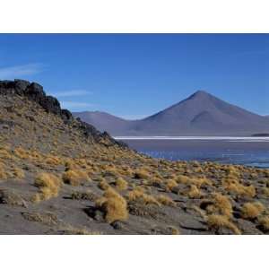  Flamingos Feed on the Algae Rich Waters of Laguna Colorada 