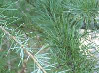   Tree (Cedrus) Set of 10, Fast Growing for Privacy Hedge  