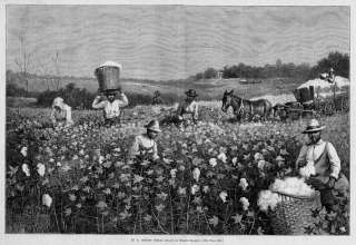 COTTON FIELD, NEGROES PICKING HARVESTING COTTON, MULE  