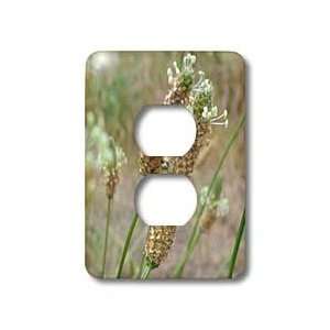 Patricia Sanders Flowers   early summer flowers   Light Switch Covers 