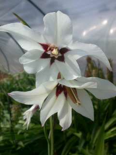   the Iris family. the plants name is actually Gladiolus callianthus