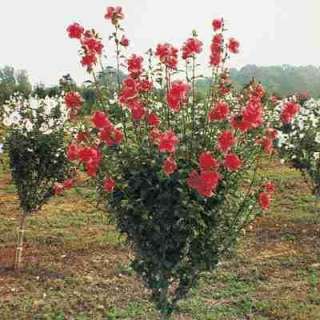 Rose of Sharon (Hibiscus syriacus) Seedlings  