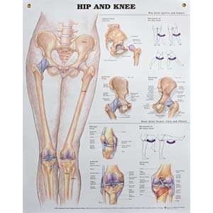  Wall Chart Head and Neck Industrial & Scientific