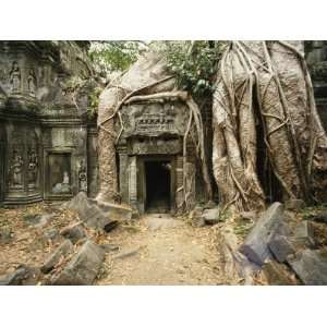 Giant Strangler Fig Tree Roots Embrace the Crumbling Ta Prohm Temple 