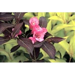    WEIGELA WINE & ROSES / 3 gallon Potted Patio, Lawn & Garden