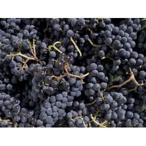  Merlot Grapes Ready to Crush, Terra Blanca Winery, Benton 