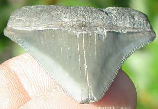 Fossil Miocene Bone Valley Megalodon Shark Tooth Teeth  