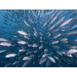  Schooling Bigeye Jacks (Caranx Sexfasciatus), Malaysia 