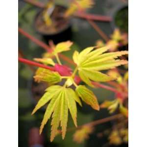  Mizuho Beni Japanese Maple 1   Year Graft Patio, Lawn 